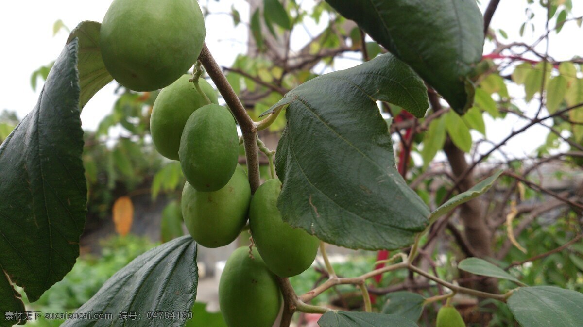 青枣 水果 果树 微距 绿色 生物世界