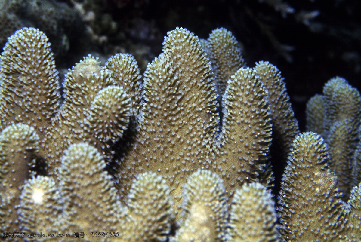 深海免费下载 安静 海胆 海底世界 海星 礁石 潜水员 珊瑚 深海 生物 水母 鱼群 探秘 鱼 生物世界