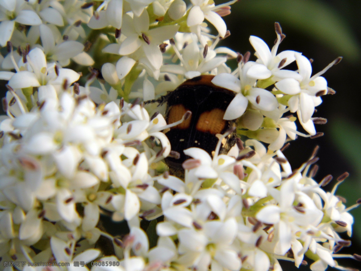 花房 中 甲壳虫 白色花朵 昆虫 生物世界 植物 动物拍摄