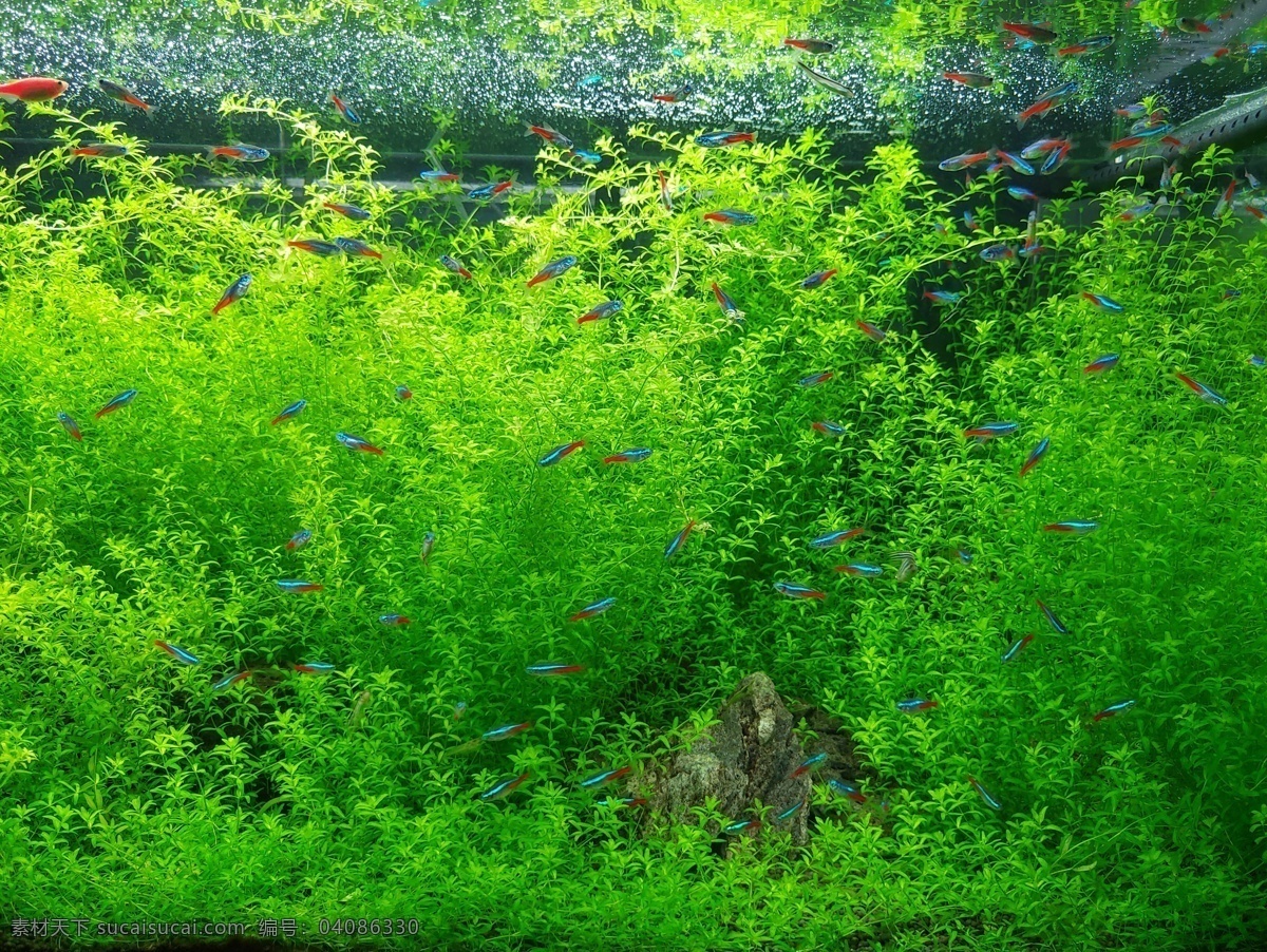 鱼缸和海草 绿色的 海草和鱼缸 护眼背景 绿色海草 水族馆 生物世界 海洋生物