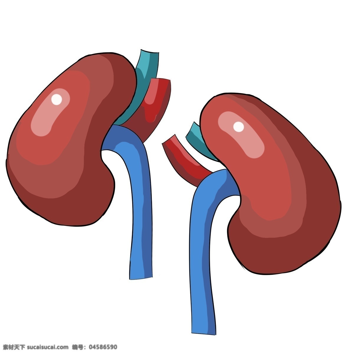 红色 肝脏 装饰 插画 红色的肝脏 人体器官肝脏 肝脏装饰 肝脏插画 立体肝脏 卡通肝脏 健康的肝脏