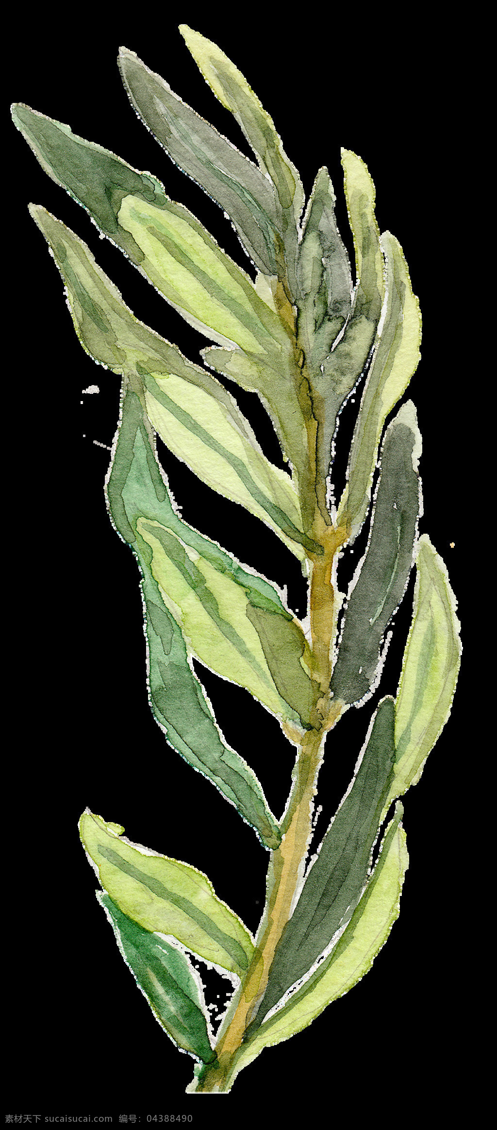 手绘 枝 绿色 竹叶 枝条 装饰 免扣素材 树叶 透明素材 叶片 植物 装饰图片
