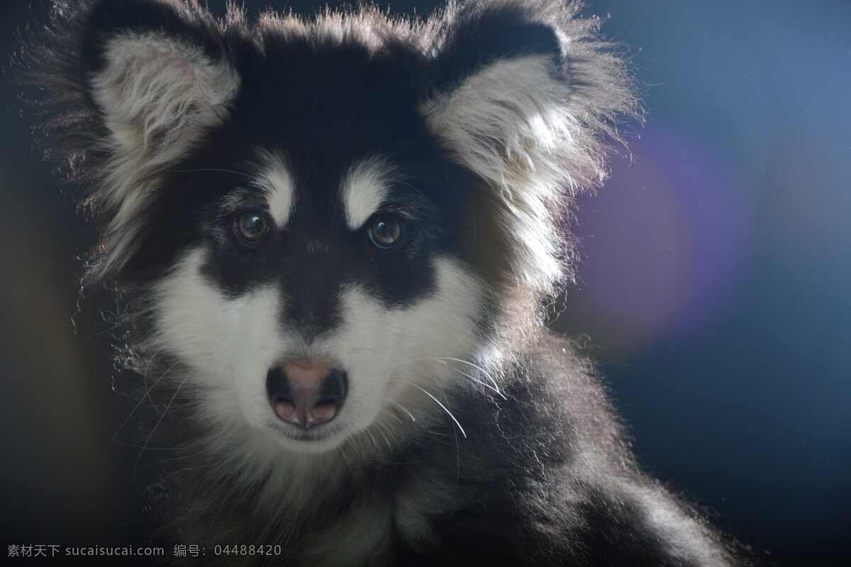 白色阿拉斯加 雪橇犬 阿拉斯加犬 阿拉斯加 雪橇 犬 狼狗 狗 宠物 宠物店 建筑 室内 人文 生物世界 家禽家畜