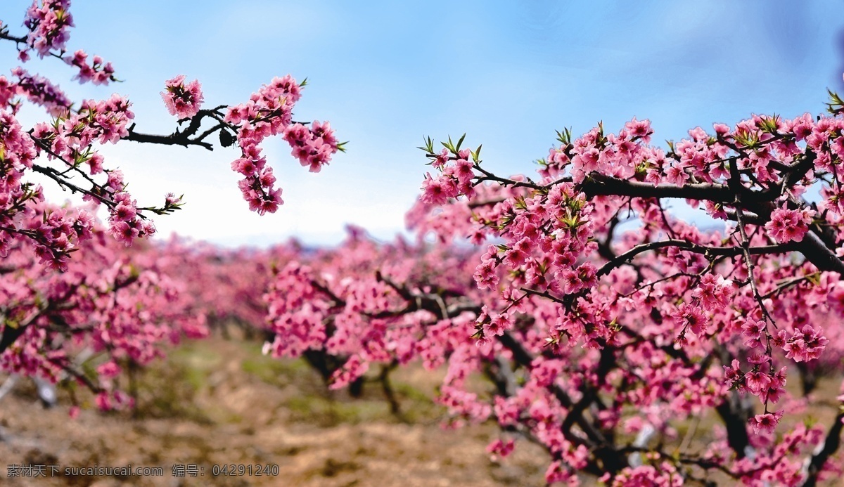 桃花图 桃花 红色 风景 桃园 桃树 生物世界 花草