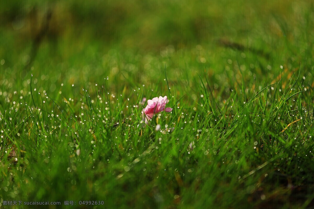 唯美雨景 雨景 下雨 下雨天 雨天 雨水 大雨 雨中 唯美 意境 文艺 花草 草地 雨中花草 风 雨 风景照 旅游摄影 自然风景