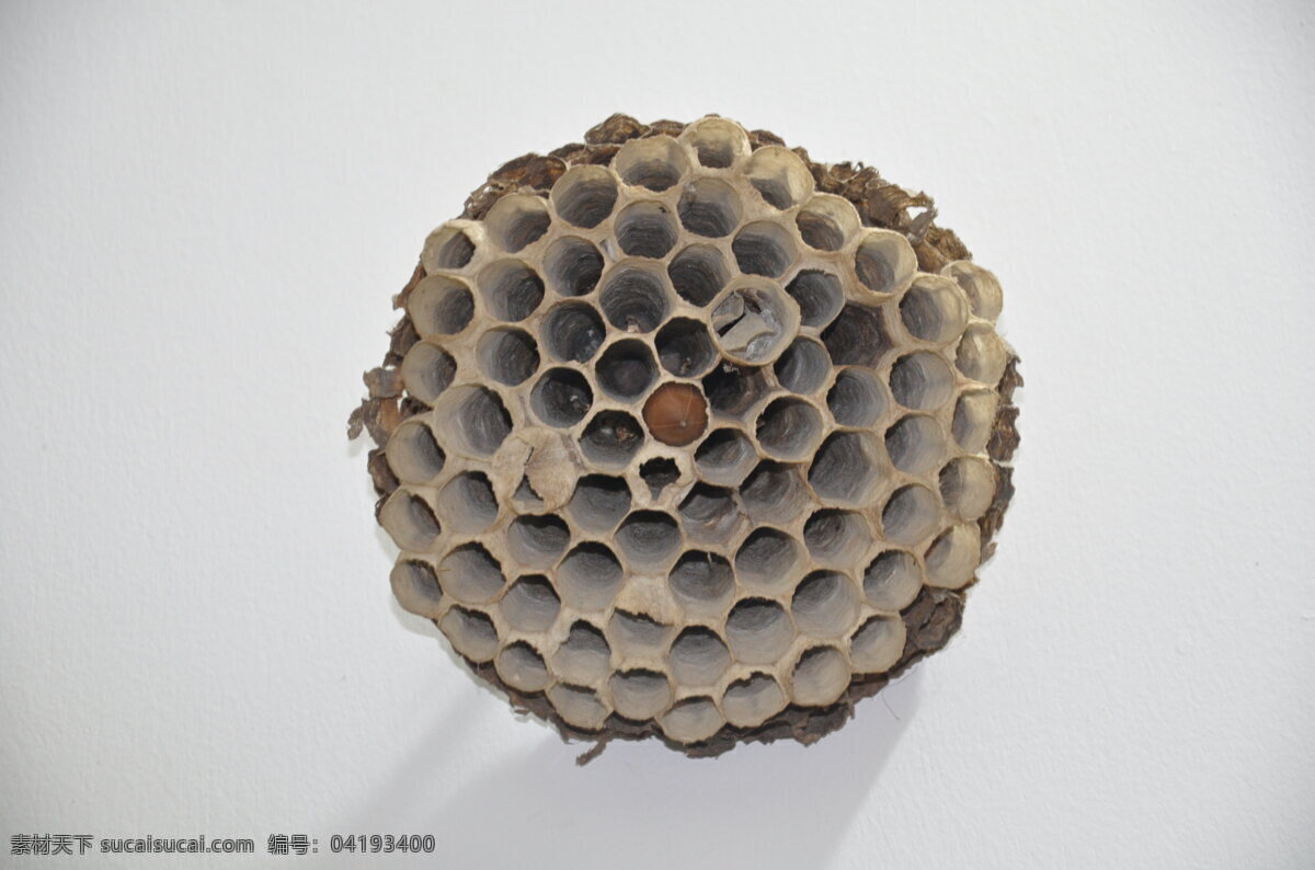 马蜂窝 蜂窝 蜜蜂窝 窝孔 蜜蜂 马蜂