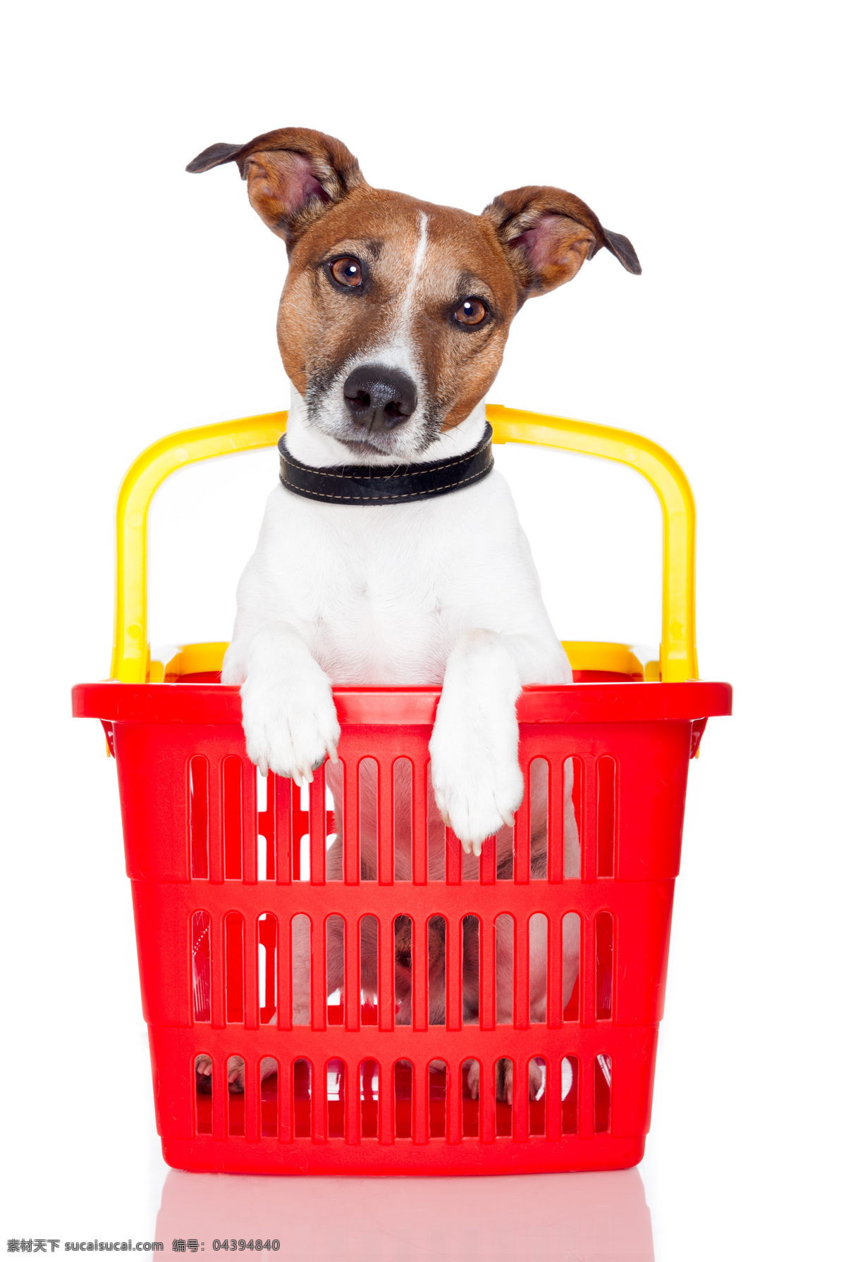 购物 篮子 里 狗 塑料框 动物 宠物 其他类别 生活百科 白色