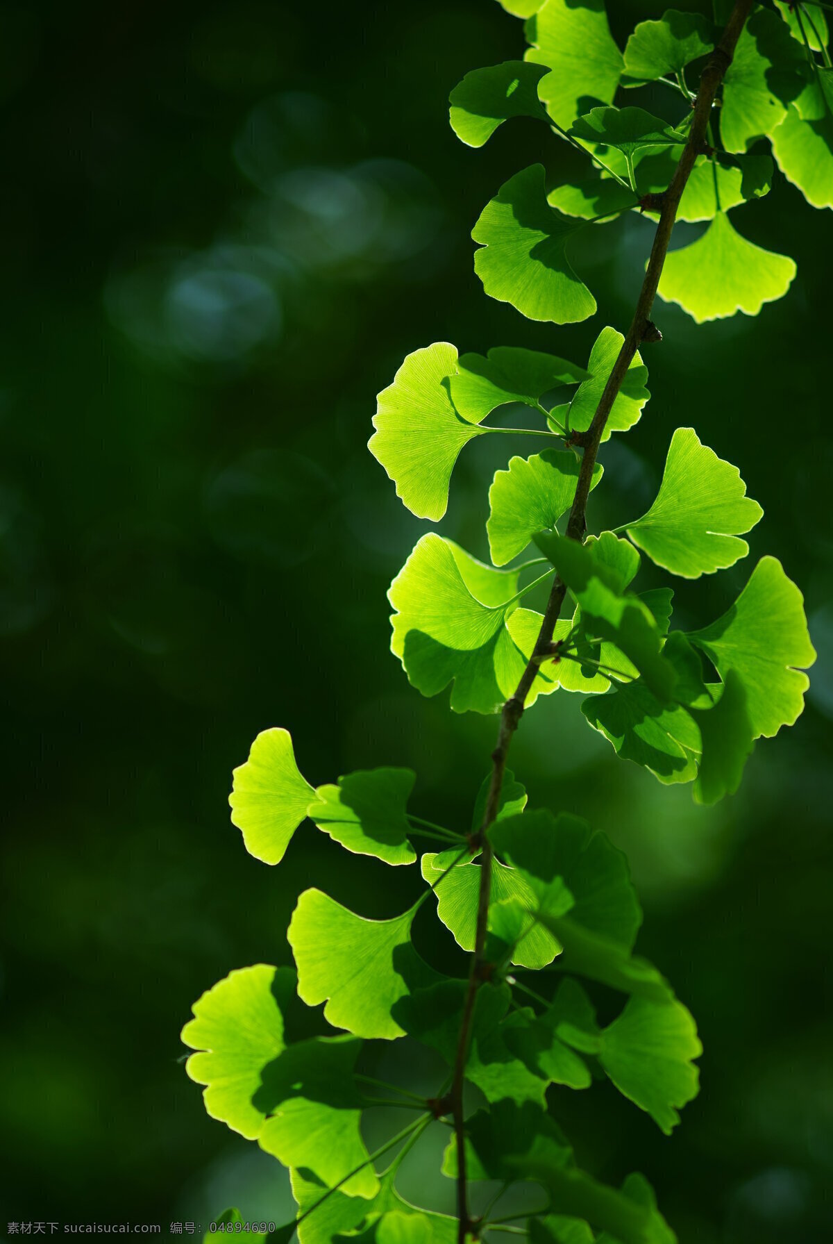 银杏树叶 植物 银杏 银杏叶 珍稀植物 自然 大自然 四季 生物世界 花草