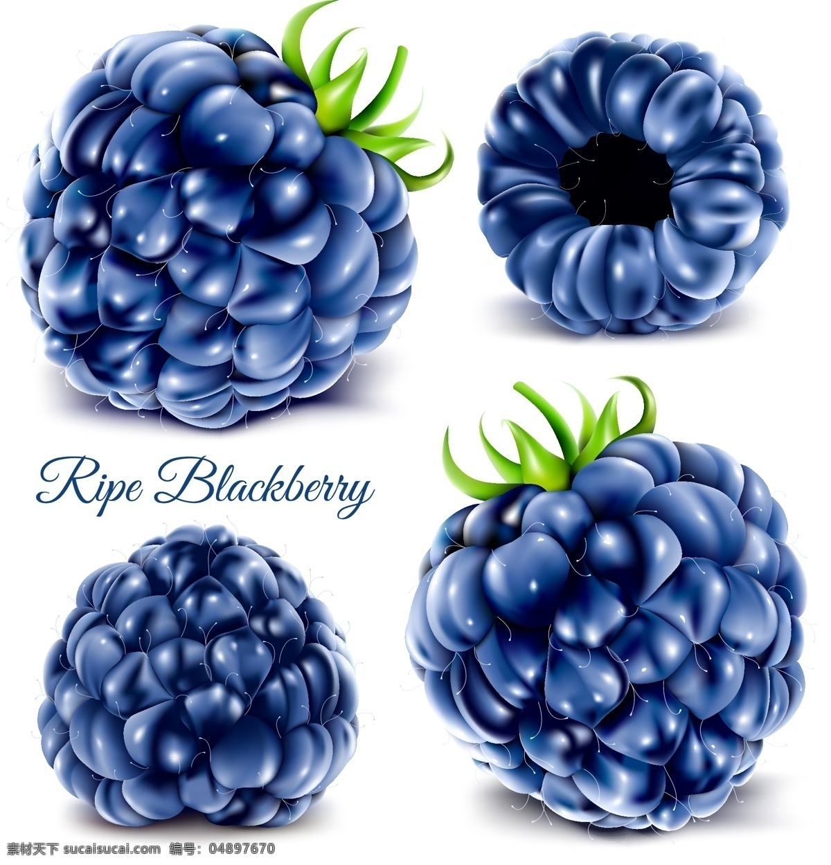 水彩蓝莓矢量 水彩 蓝莓 矢量素材 设计素材 背景素材