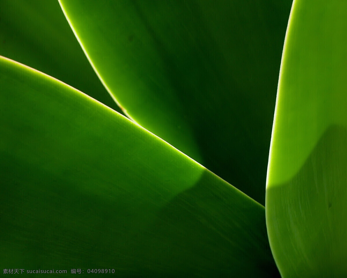 绿叶 素材图片 风景 高清 精美 元素 植物 背景图片