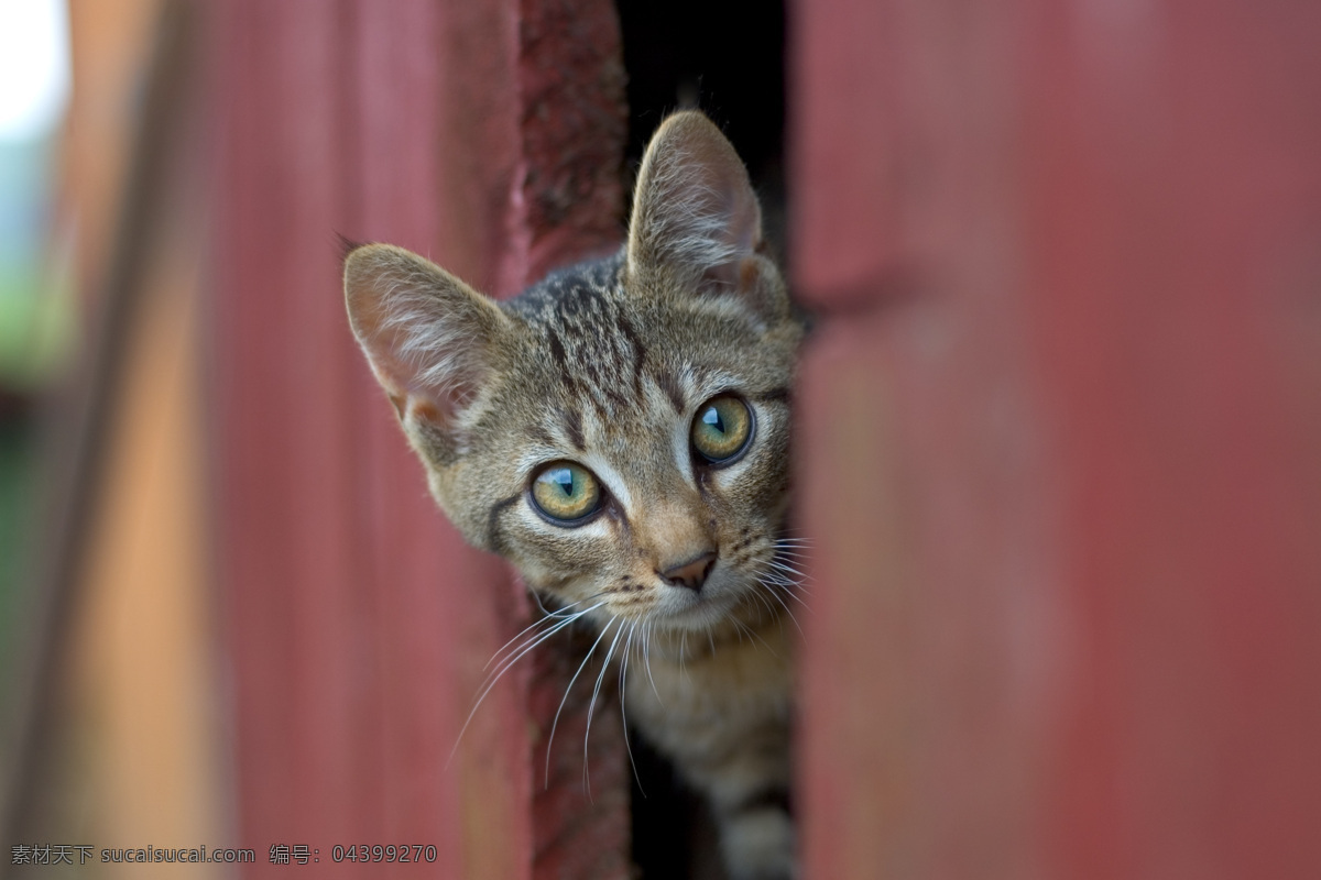 可爱猫咪摄影 小猫 猫咪 动物摄影 宠物猫咪 可爱小猫 其他类别 生活百科 棕色