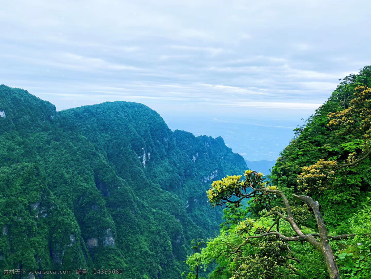 四川 乐山 树 森林 自然 旅游 景点 景观 木材 户外 树林 风景 树木 原始森林 佛教圣地 峨眉风光 佛教名山 峨眉山风光 绿森林 冷杉林 冷杉 背景 插图 山脉雪山合辑 自然景观 自然风景