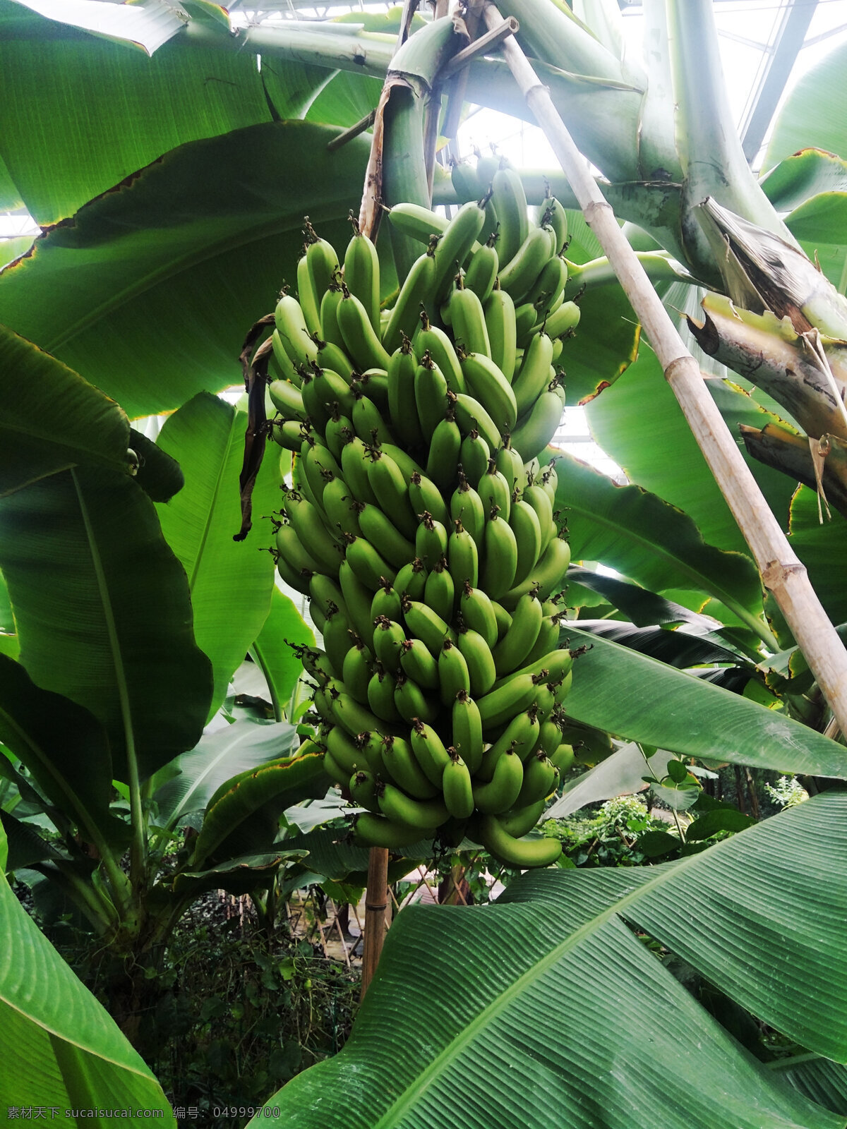 香蕉林 香蕉树 香蕉 水果 成熟 绿叶 叶子 植物 花卉 生物世界