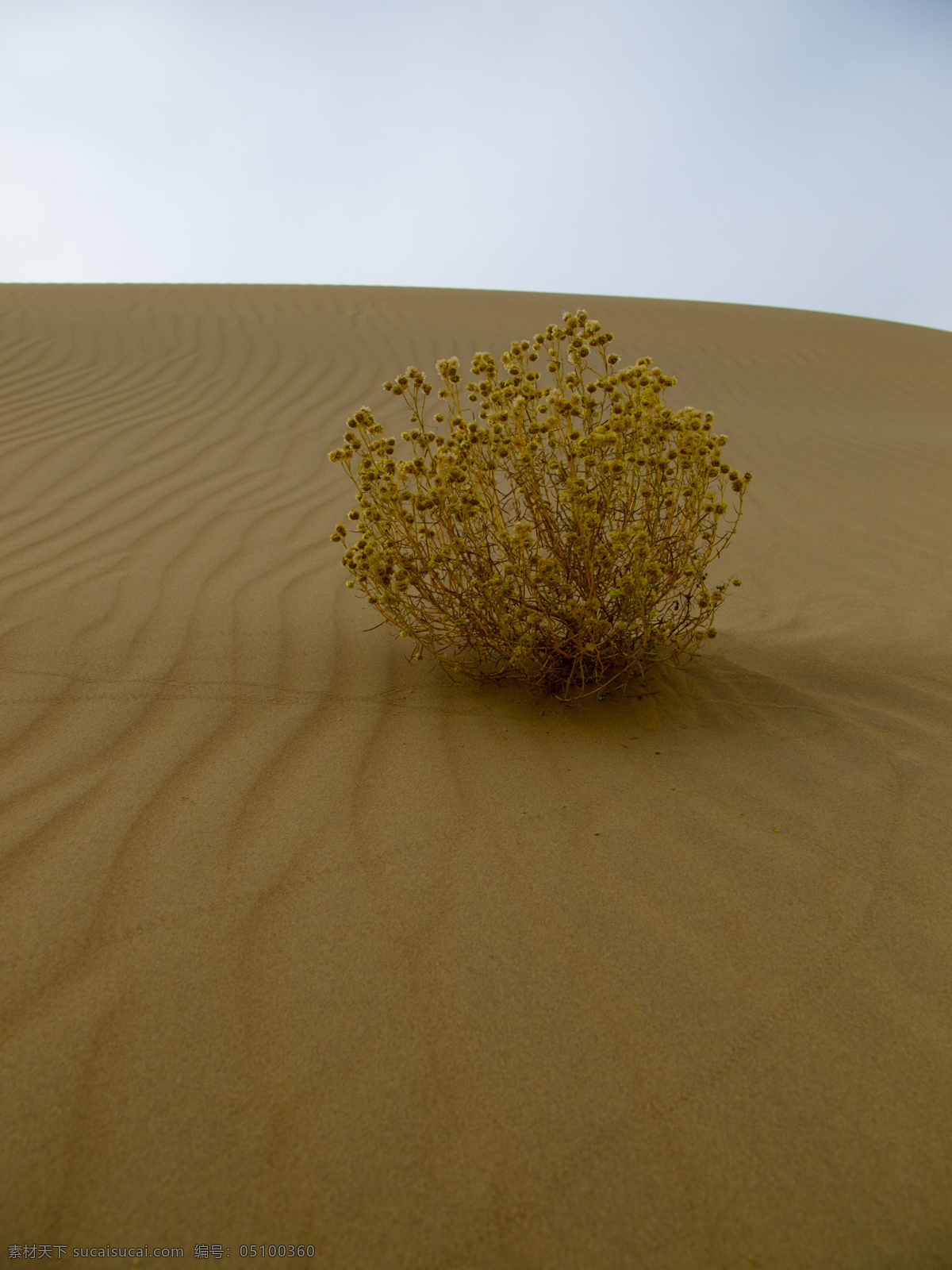 沙漠中的植物 沙漠 蓝天 响沙湾 内蒙古 库布其 库布齐 鄂尔多斯 枯枝 枯萎 植物 绿色 沙漠摄影 自然风景 自然景观