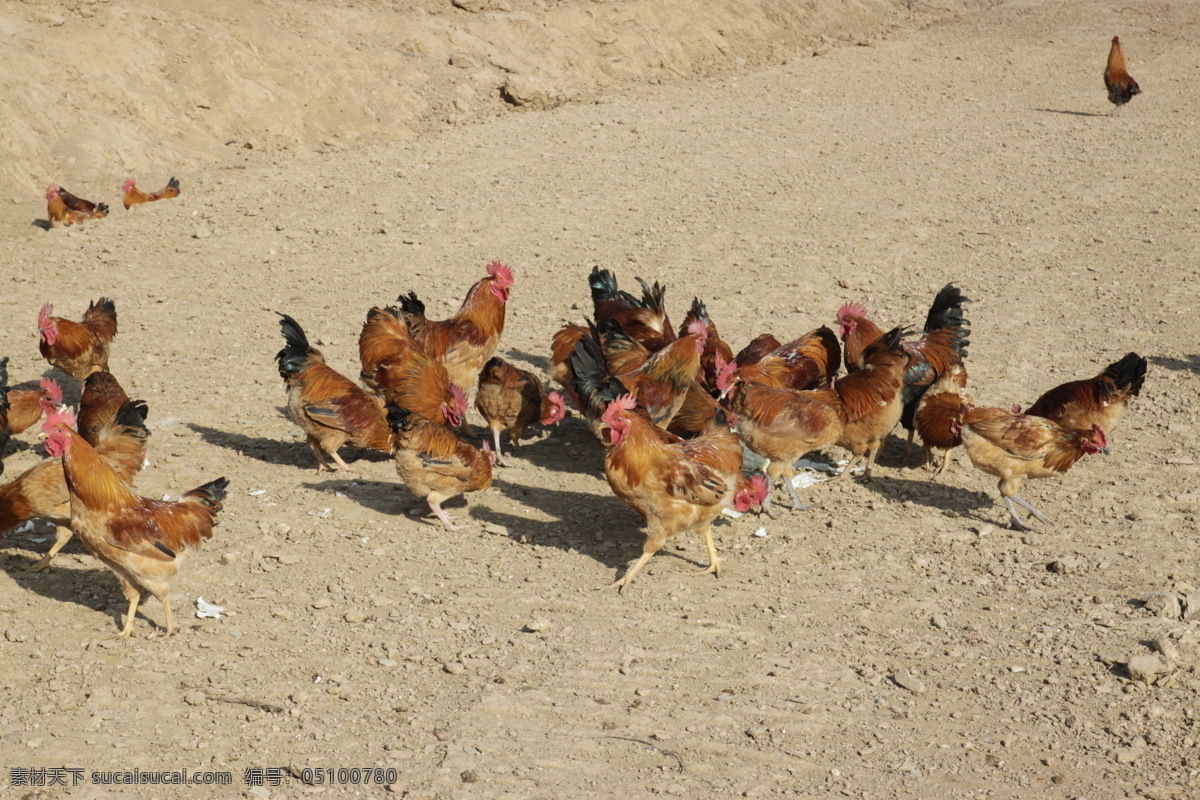 公鸡 土鸡 散养鸡 养鸡场 家禽 生物世界 家禽家畜
