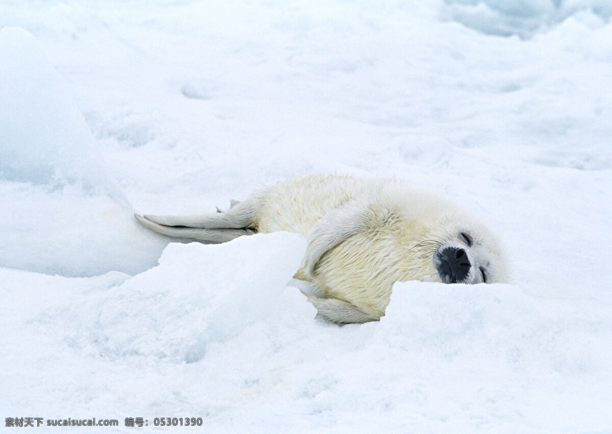 雪地上的海豹 动物世界 生物世界 雪地 海豹 海狮 水中生物 白色