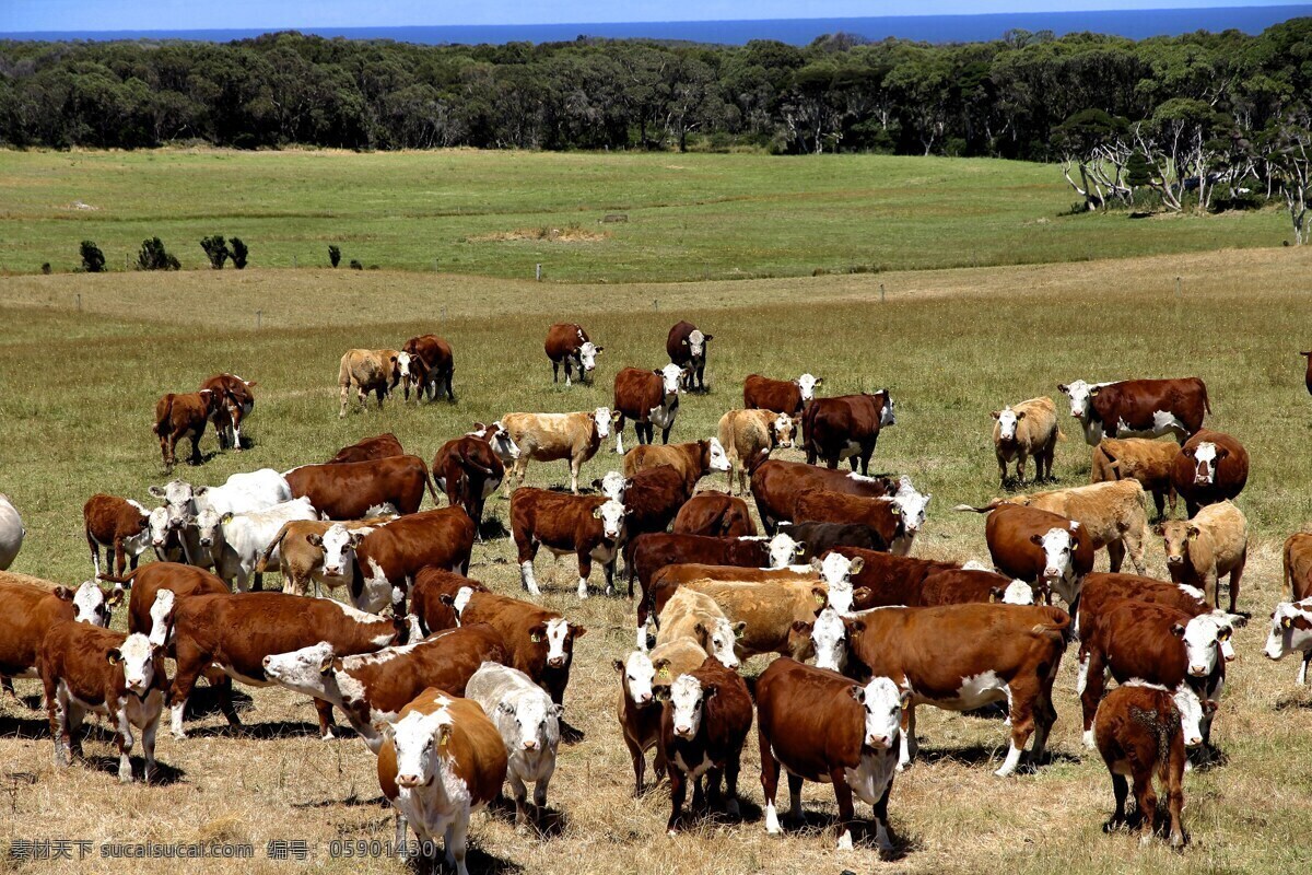 草原牛群 草原 牛群 牧场 牛 羊 牛羊 动物 草地 游牧 牛肉 生物世界 家禽家畜