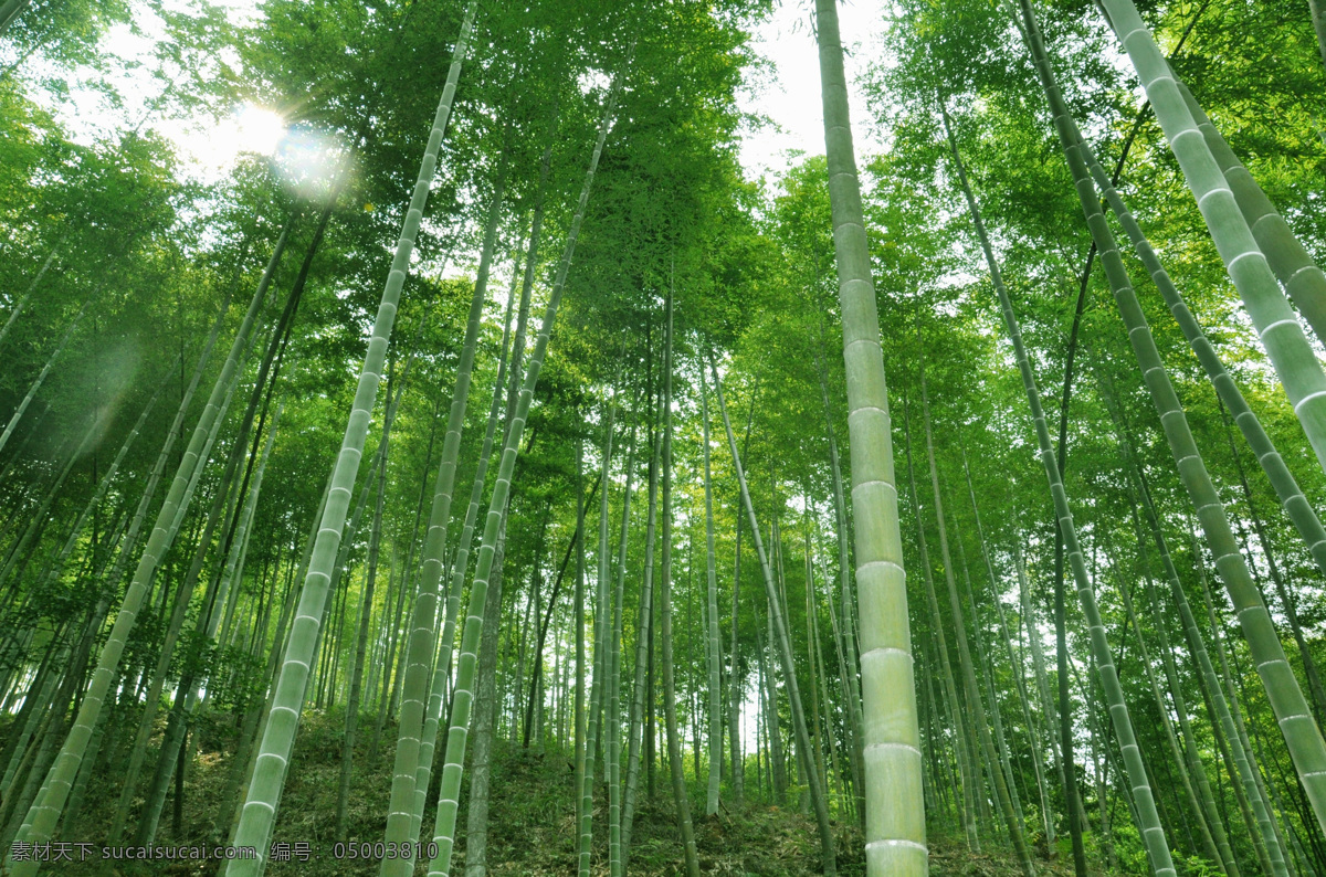 竹子 竹 竹林 竹叶 竹子背景 竹子图片 风景 生活 旅游餐饮