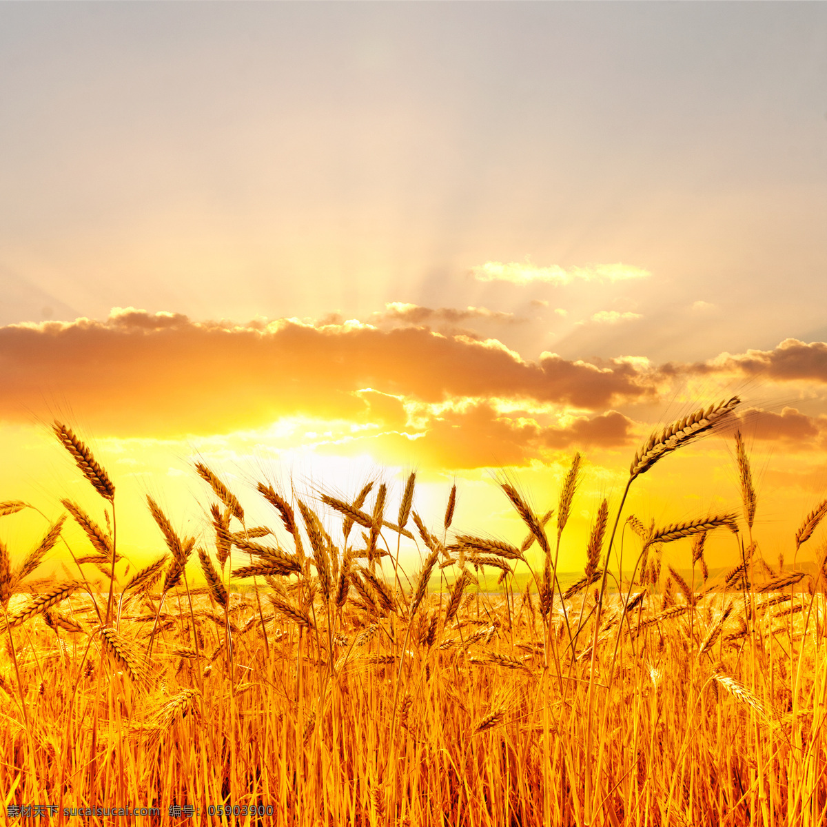 金黄 黄 麦田 风景 进 黄黄 小麦 食物 自然风景 夕阳 麦田景色 山水风景 风景图片