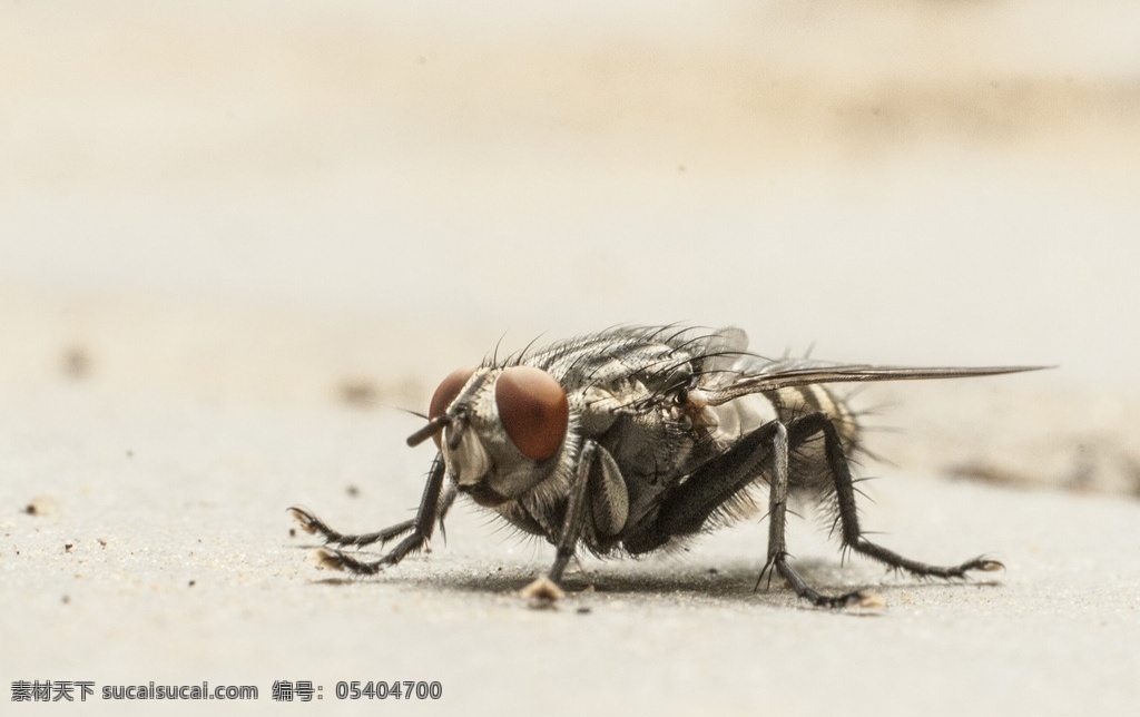 苍蝇 昆虫 停落 微距 害虫 生物世界