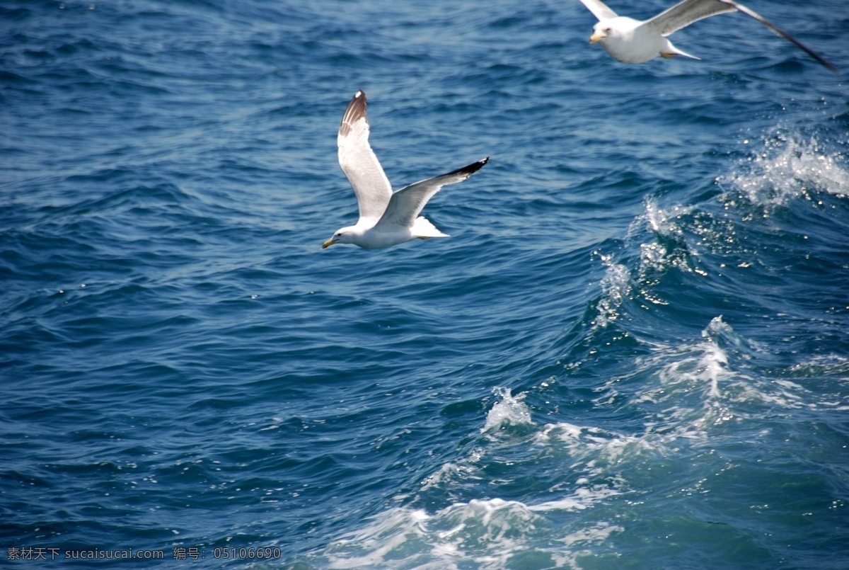 海鸟 飞鸟 大海 海洋 海鸥 动物 鸟类 生物世界