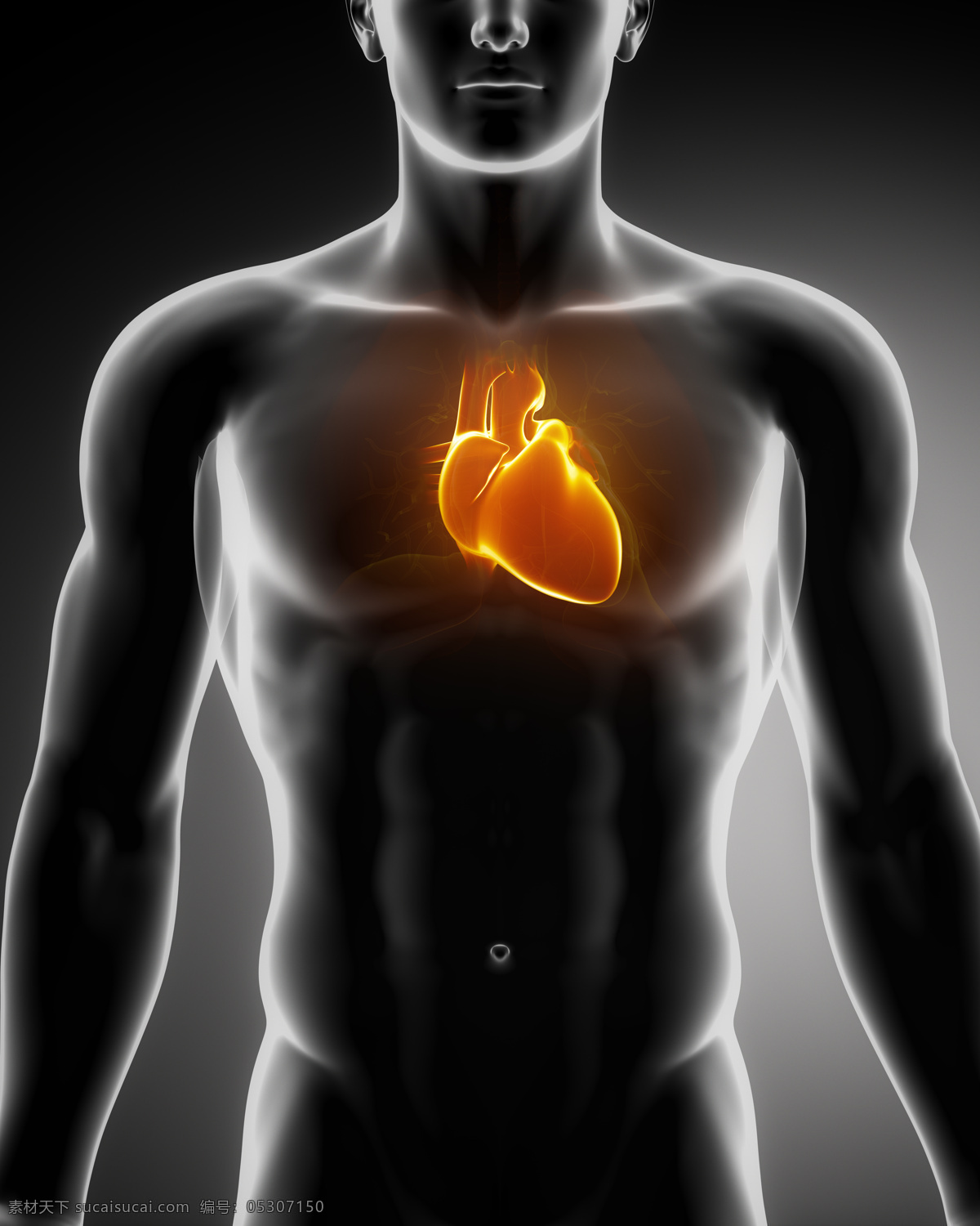 男性 心脏 器官 心脏器官 男性肌肉 男性器官 人体器官 医疗科学 医学 人体器官图 人物图片