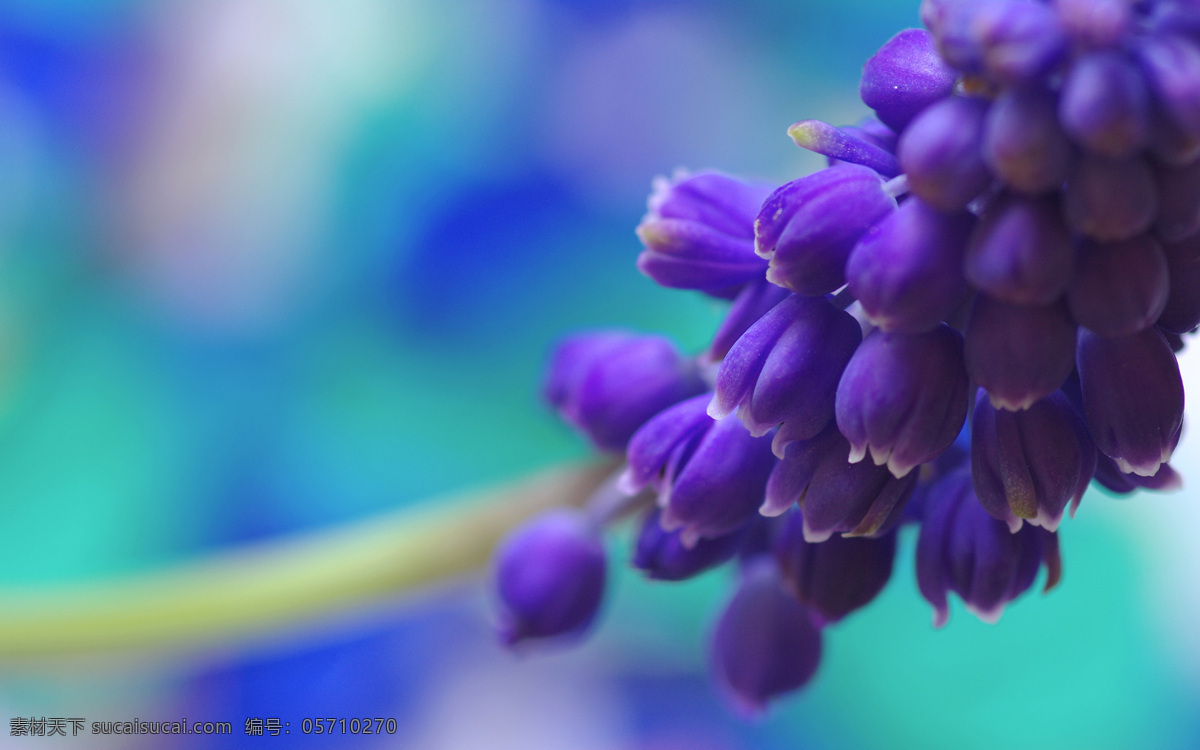 紫色风信子 花卉 花朵 生物世界 花草 风信子 蓝色
