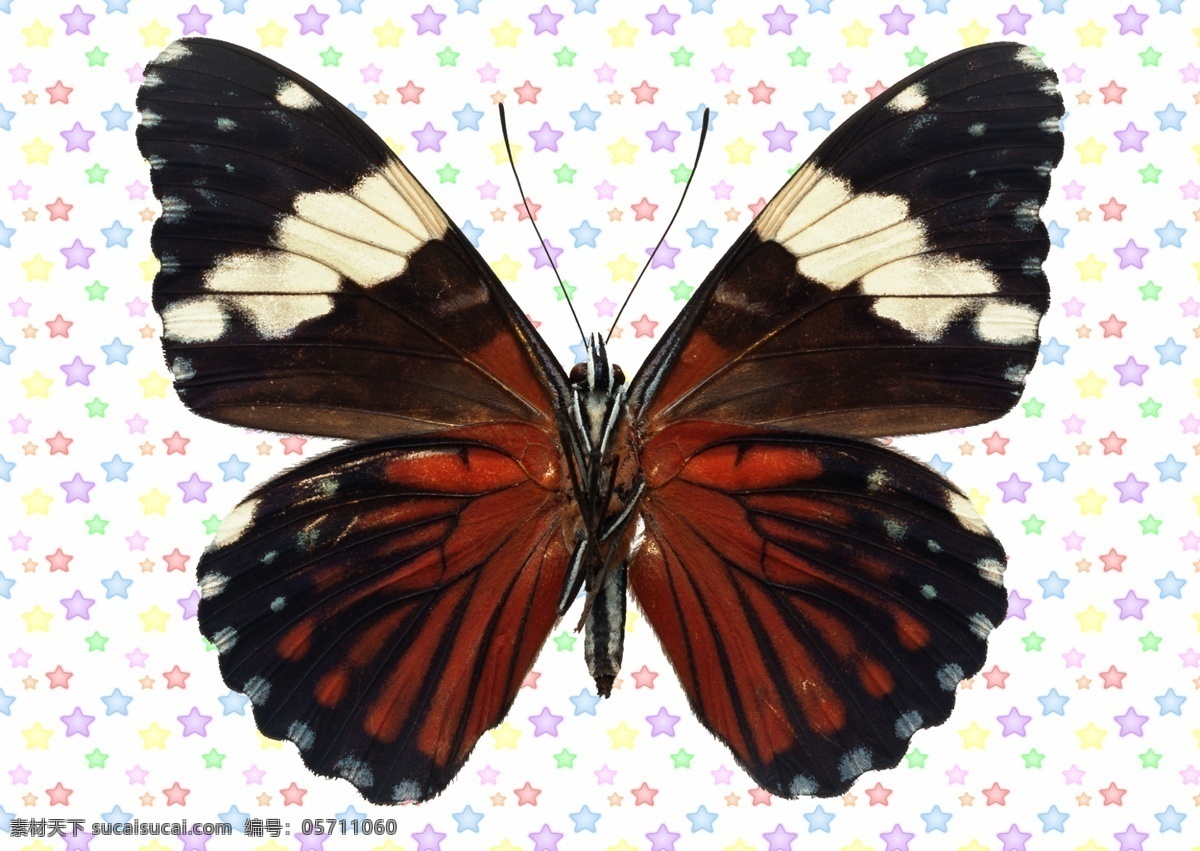 红 黑色 白条 蝴蝶 深红色 白色 大翅膀 蝴蝶插图 源文件 各种 彩蝶 分层