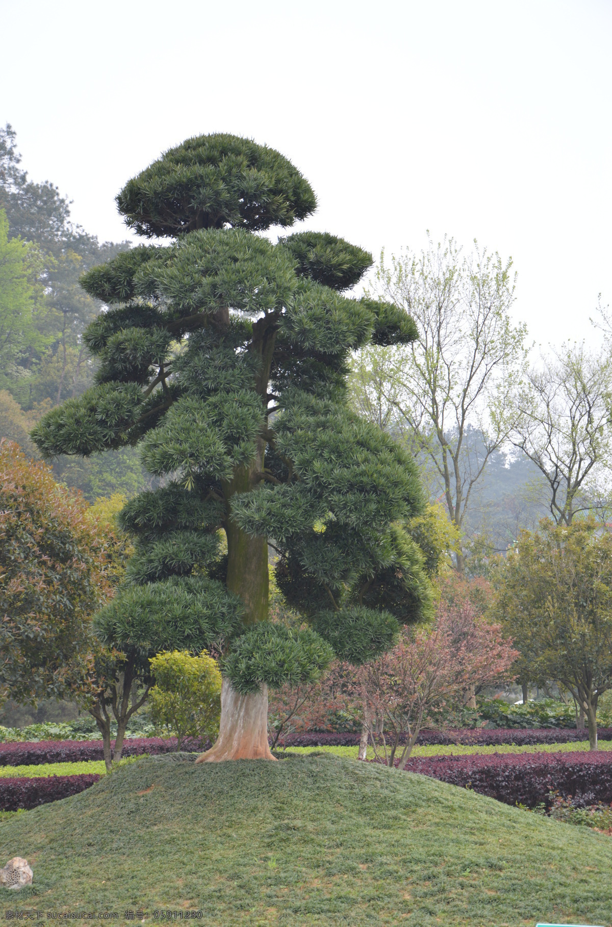 罗汉松 风景林 风景 松树 树 树木树叶 生物世界