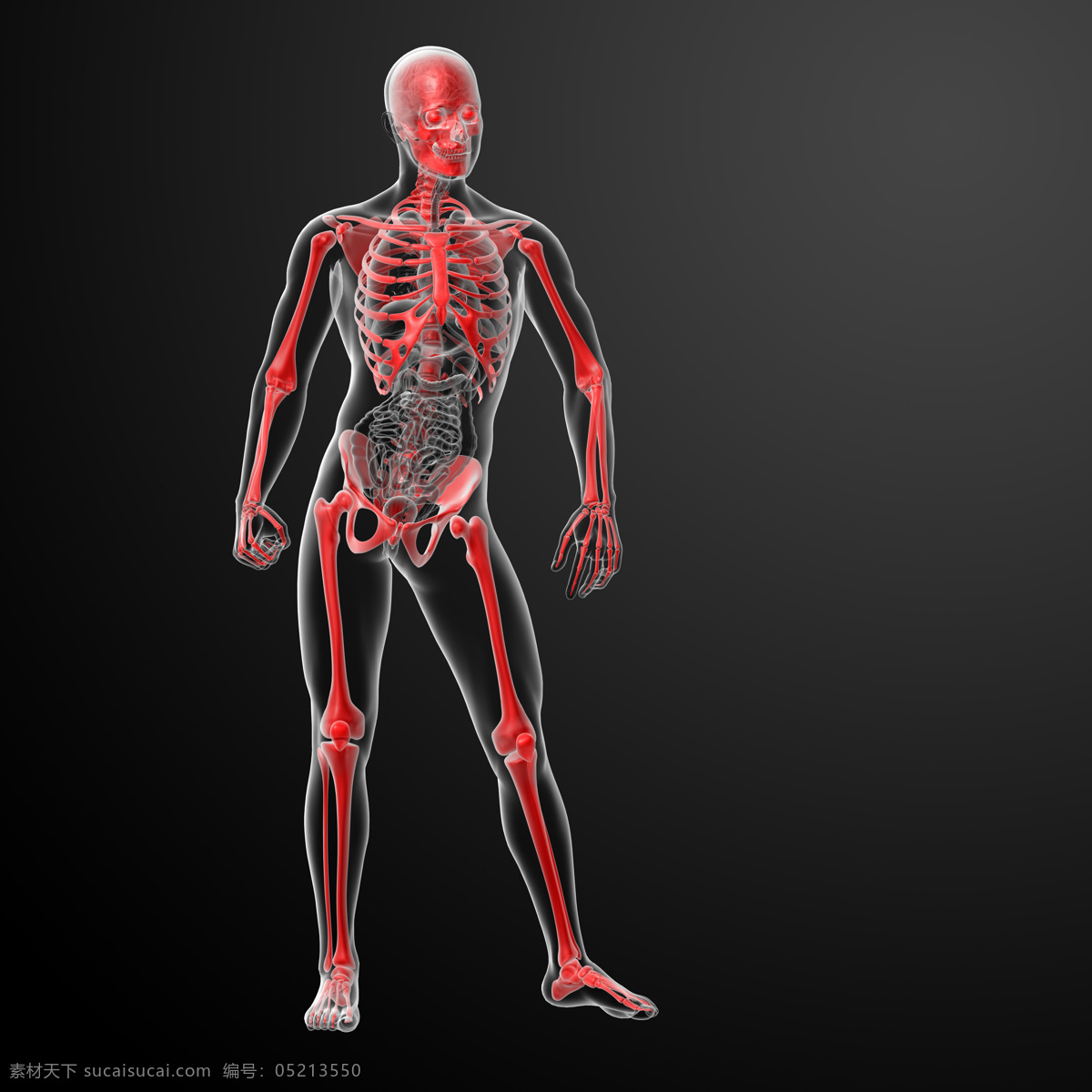 人体骨骼 人体透视图 人体动作 人体透视 手指 骨头组织 骷髅 人体 骨骼 骨架 人体器官 器官 人物图片 人体器官图 3d设计