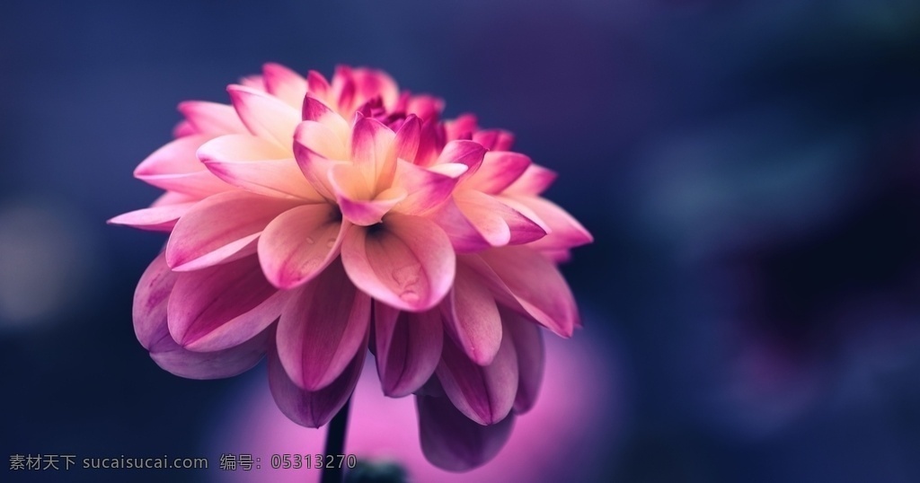 花卉图片 花卉 花朵 花瓣 鲜艳 艳丽 花叶 花蕊 色彩斑斓 鲜花 绿植 芬芳 植物 生物世界 花草