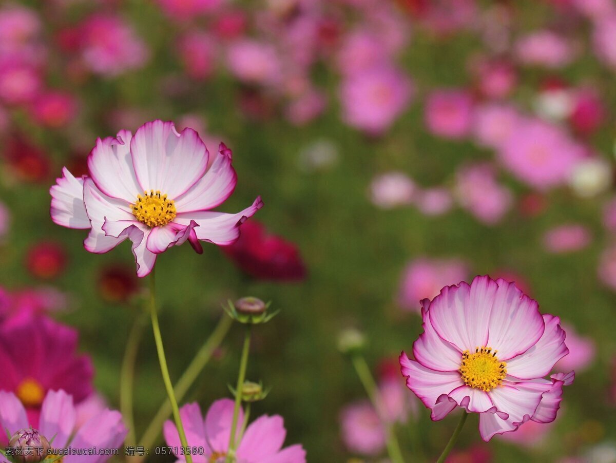 唯美 格桑 花 高清 鲜花 花卉 花朵 花草 植物