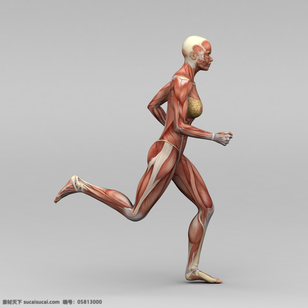 跑步 动作 肌肉 组织 女人 人体 素描画 女性 人体肌肉器官 肌肉结构 人体解剖学 人体器官 其他人物 人物图库 医疗护理 现代科技