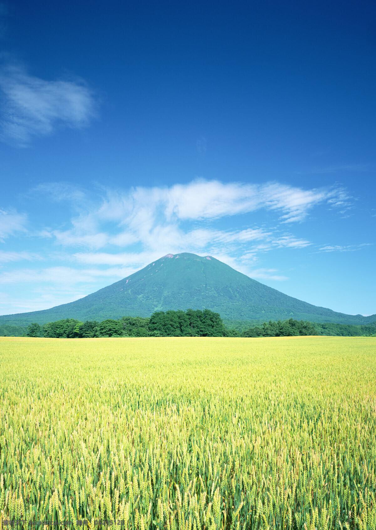 富士山麦田 金色 麦田 麦子 富士山 远景 蓝天 白云 风景 名山 田园 自然 风光 自然风景 自然景观