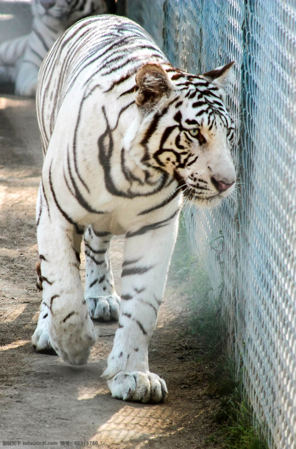 白虎 母老虎 食肉动物 猫科动物 虎 虎宝宝 凶猛 美洲虎 动物 哺乳动物
