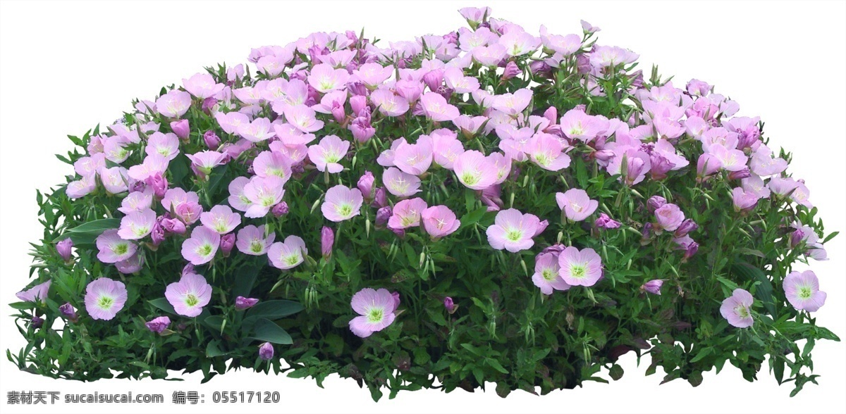 小花 贴图素材 粉紫花 抠图 灌木花丛 花 一片花 低矮花丛 抠 图 分层 风景