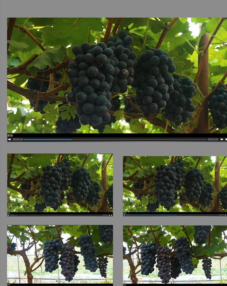 丰收 紫黑 葡萄园 视频 黑紫葡萄 紫黑葡萄 丰收的葡萄 葡萄园视频 葡萄采摘 葡萄种植 多媒体 实拍视频 动物植物 mp4