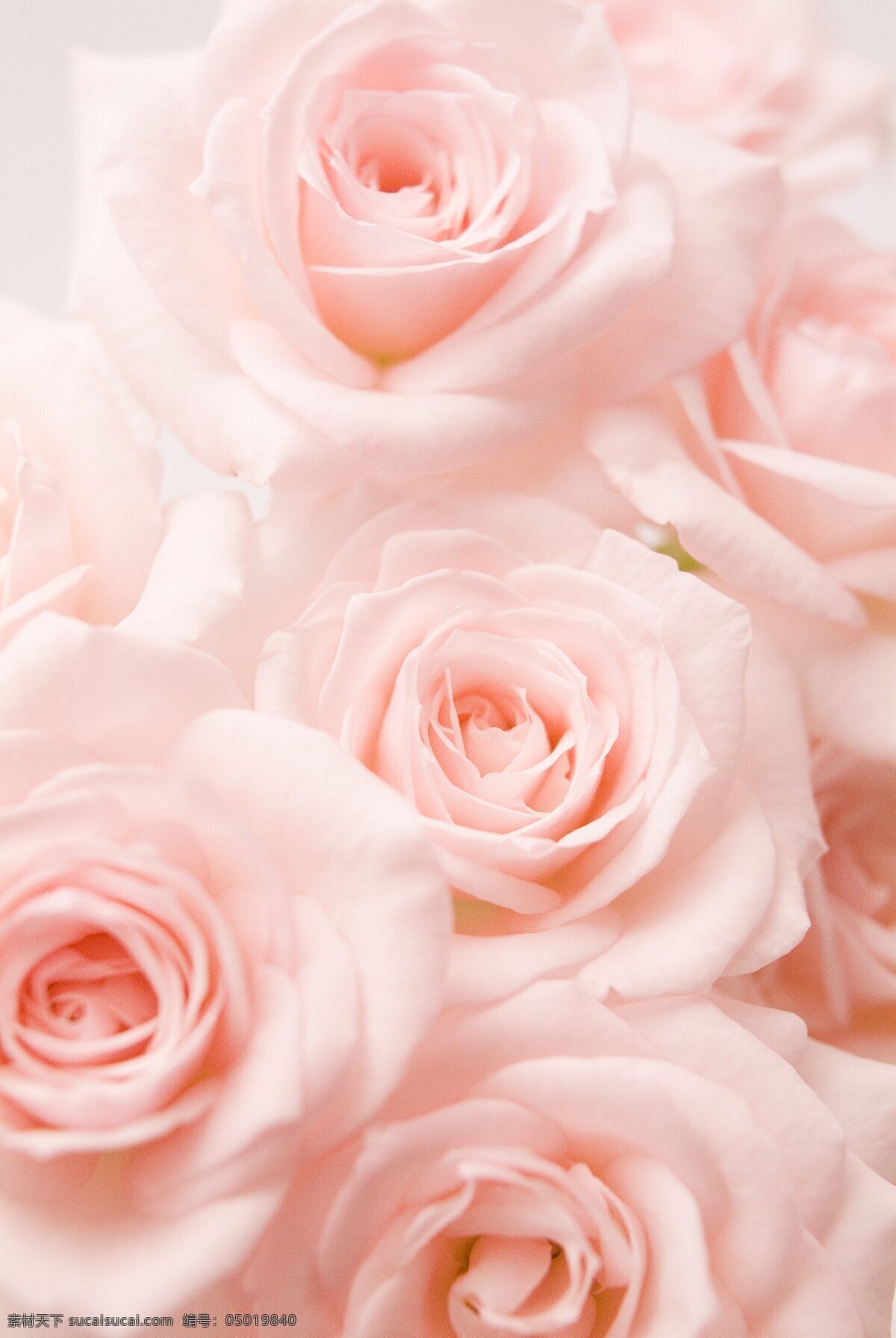 粉玫瑰花束 玫瑰花 粉玫瑰 花束 玫瑰 淡雅 优雅 生物世界 花草