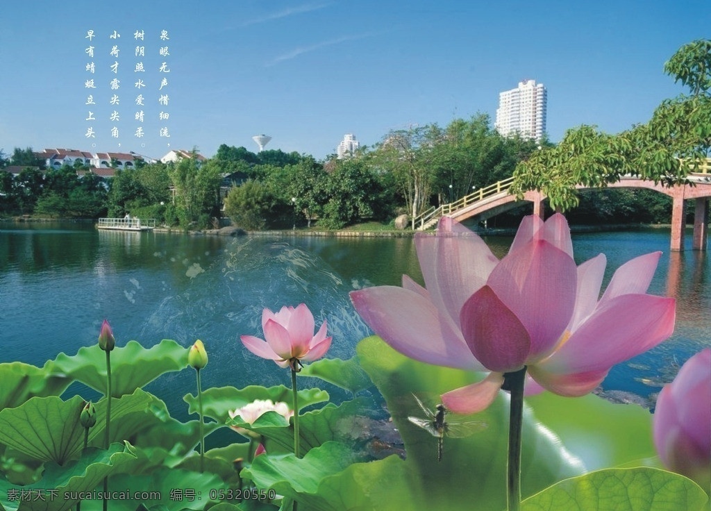 荷花 泉眼 背景 诗 山水风景 自然景观 矢量