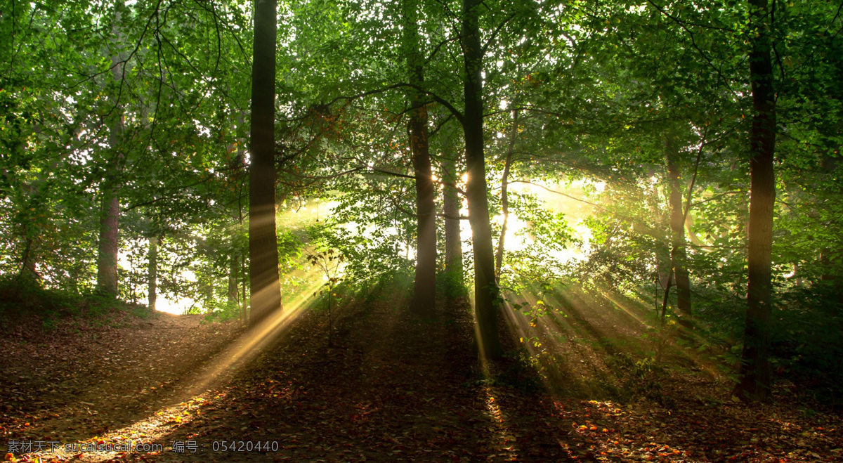 风景风光 森林 生命 树林 树林风景 春季主题 清晨光芒 阳光 绿色 森林中的阳光 绿草