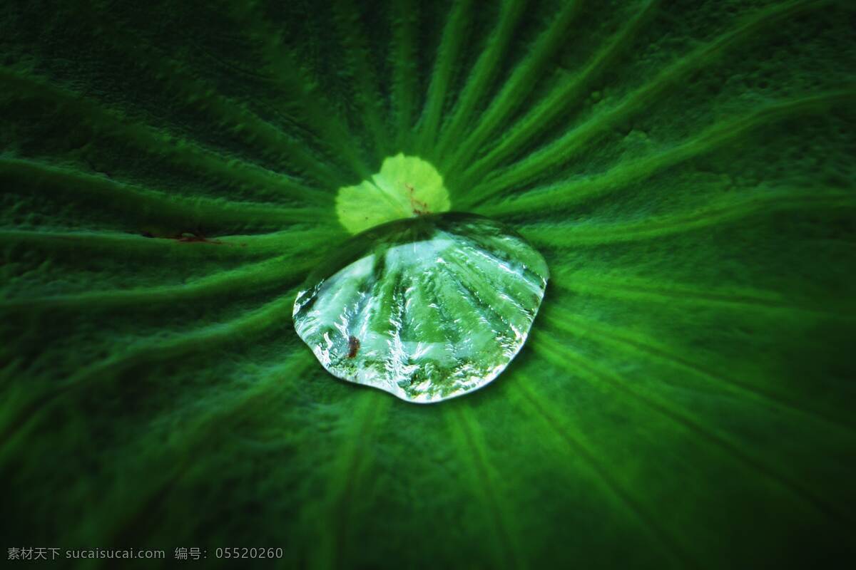 荷叶上的水珠 水珠 水滴 透明 荷叶 荷花 深绿色 浅绿色 生物世界 花草