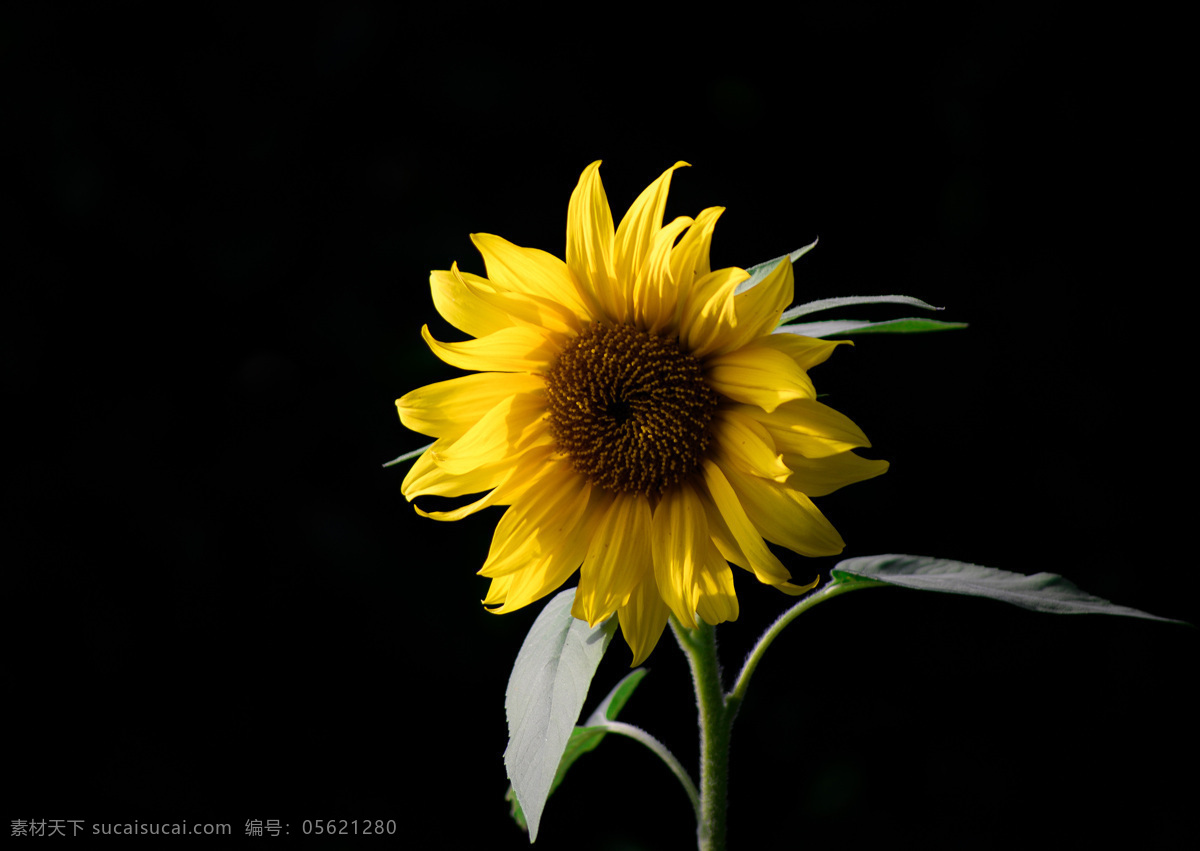 葵花 壁纸 花瓣 向日葵花 向阳花 黑色壁纸