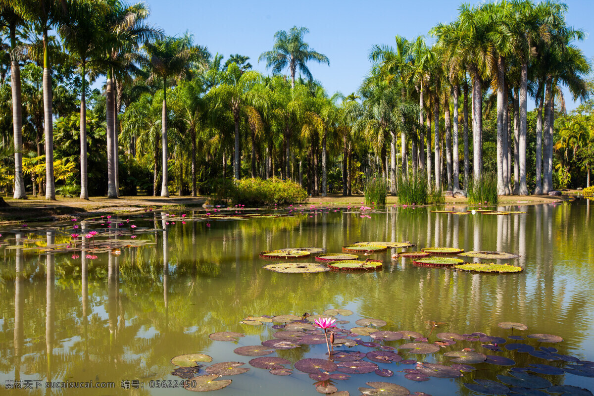 西双版纳 热带植物园 版纳植物园 中国科学院 勐仑 热带植物 云南 植物 绿树 自助游 国内旅游 旅游摄影 热带 植物园