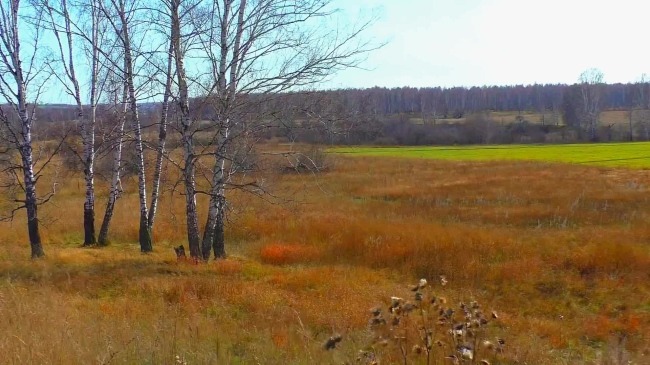 唯美 秋天 荒野 景色 自然风景 高清 视频 实拍 唯美秋天 北方 桦树林 户外 自然 风景