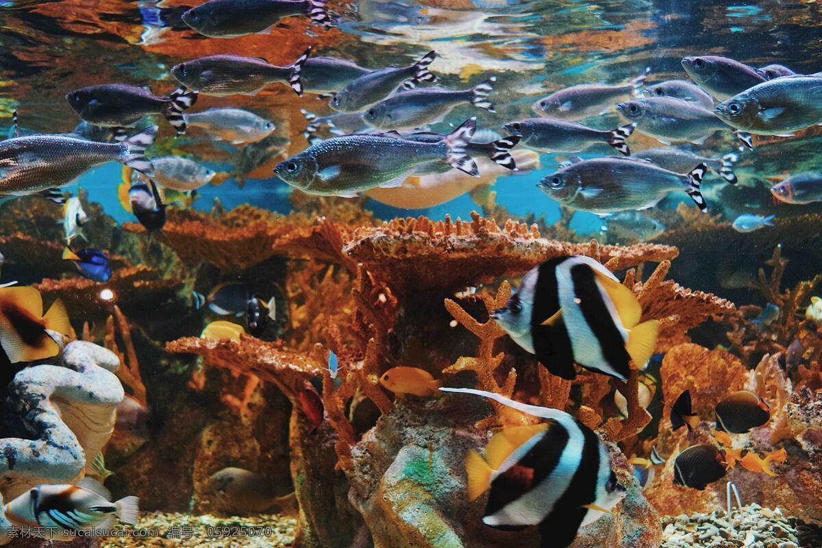 观赏鱼 海底世界 珊瑚 水母 斑鱼 斑斓鱼 海底 海龟 海草 海水 海平面 海洋馆 鱼类