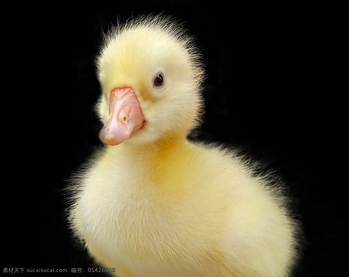 鹅宝宝图片 鹅宝宝 鹅苗 鸭宝宝 小鸭子 出壳日 成长 生物世界 家禽家畜