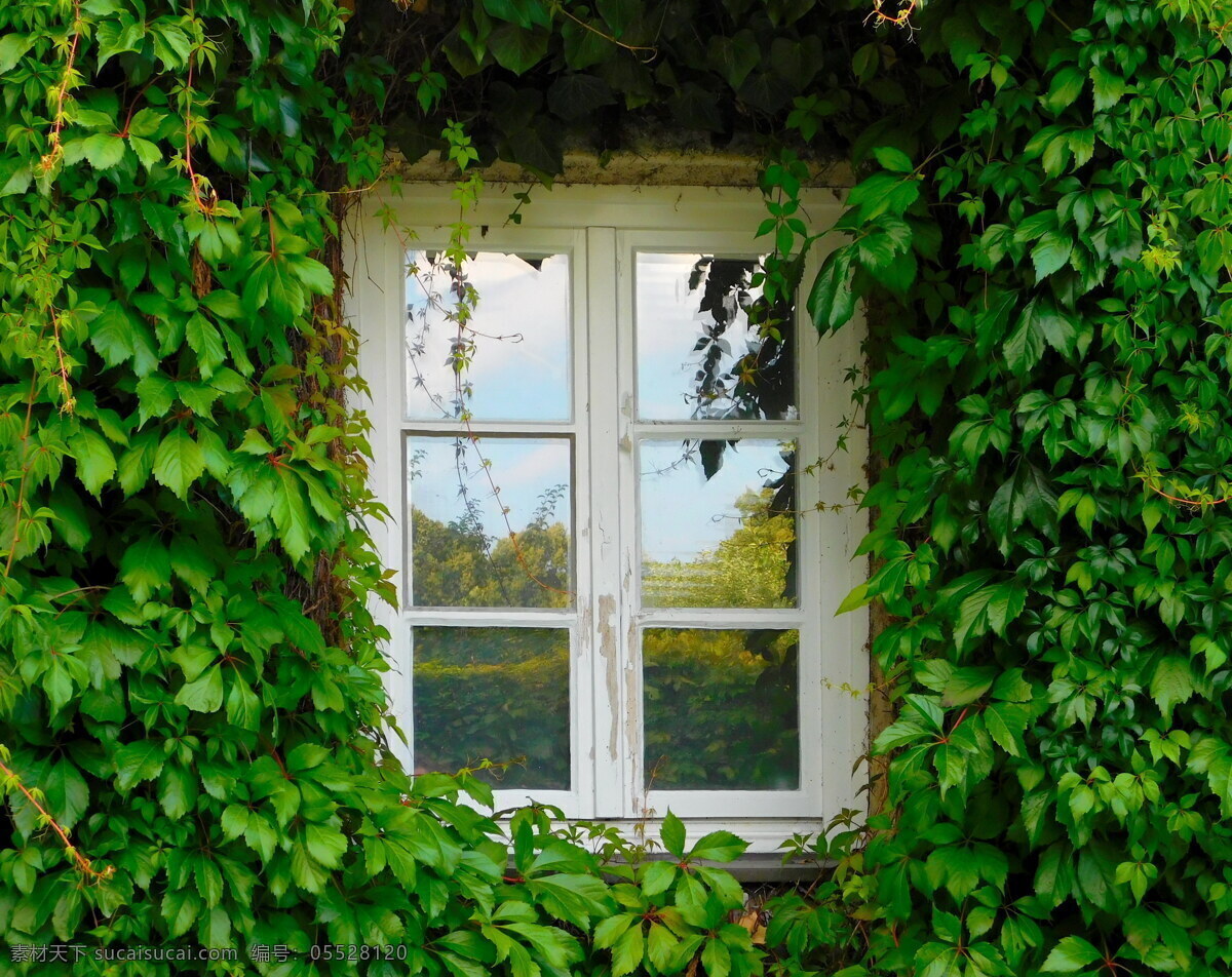 绿色 藤蔓 围绕 窗户 藤蔓围绕窗户 绿色藤蔓图片 藤蔓图片 窗户美景 窗户图片 绿色藤蔓