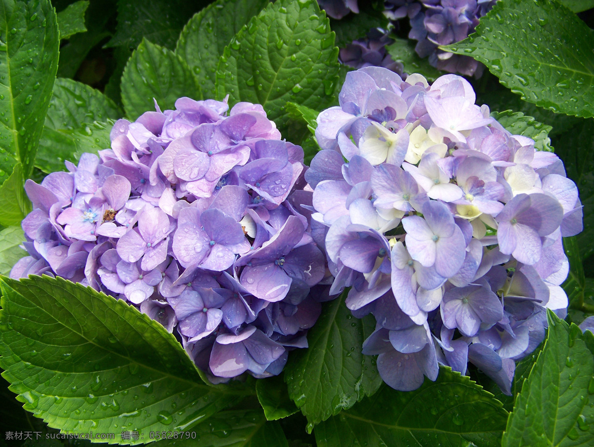 绣球花 紫色花 春天 美好 花卉 唯美 阳光 浪漫 花草 生物世界 生物世界花草