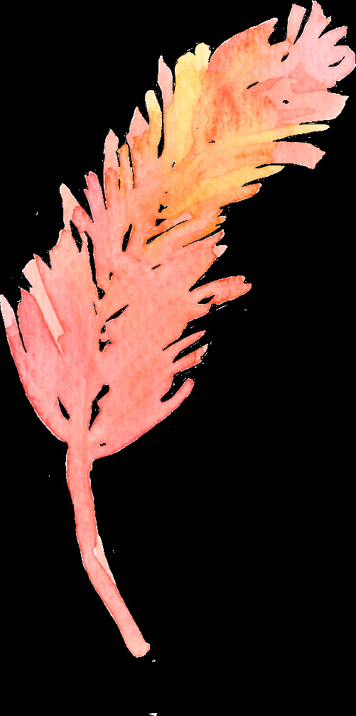 手绘 水彩 鲜花 透明 合集 免 扣 插画 粉色 红色 花朵 花卉 黄色 卡通 绿色 绿叶 手账素材