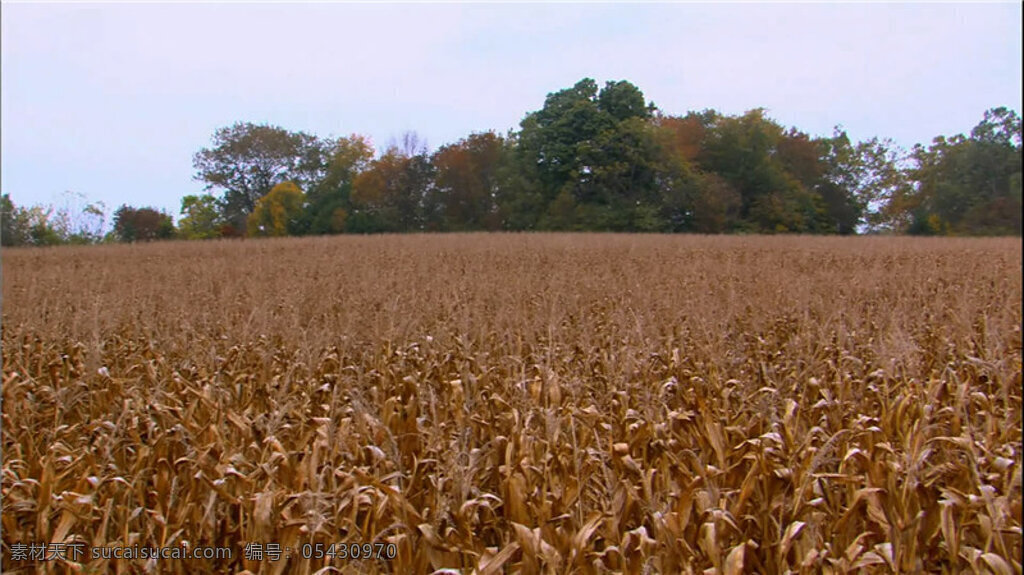 玉米地 视频 自然 美景视频素材 实拍美景 自然景色 实拍视频 生活实景 动态素材 风光视频素材 wmv 棕色